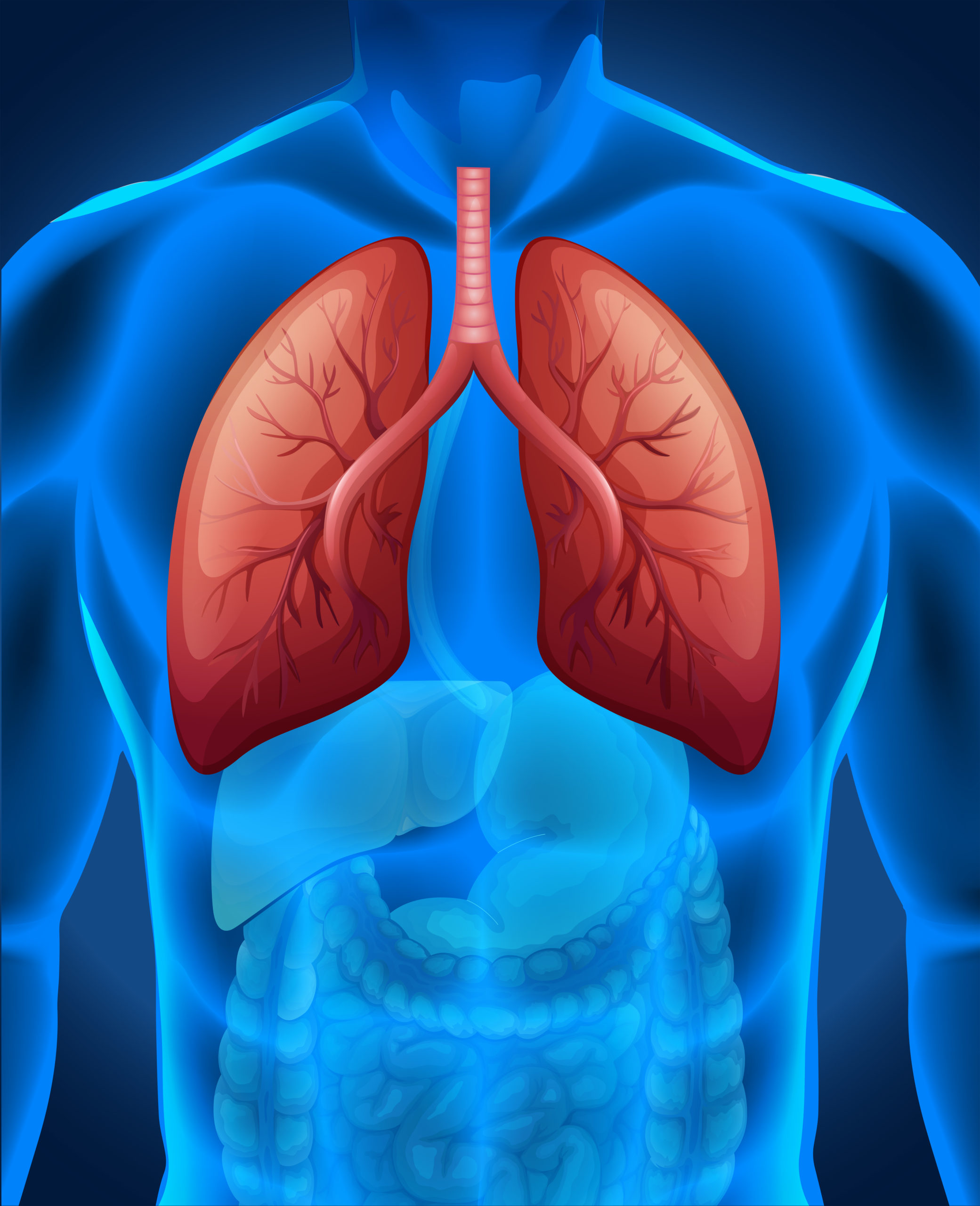 imagem pulmão em destaque